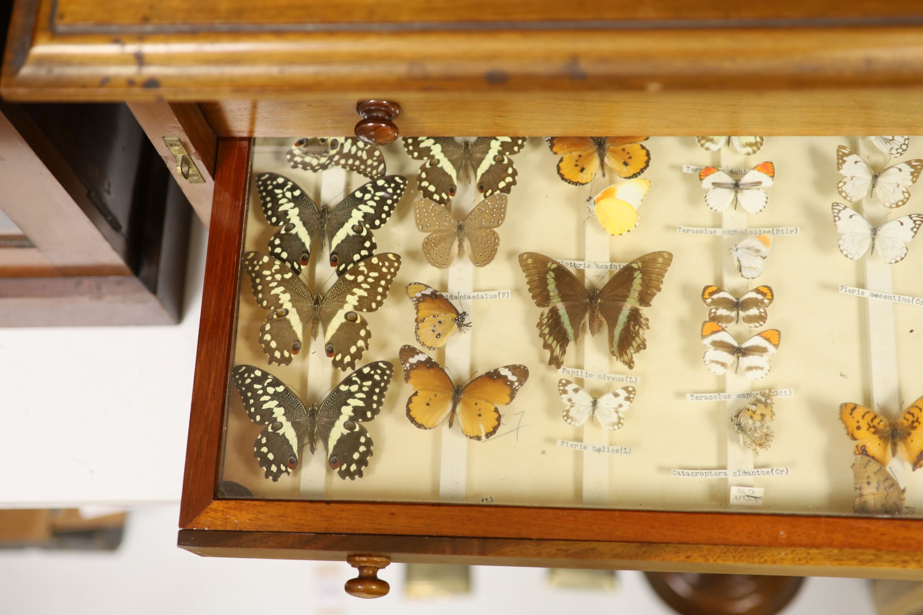 A Victorian mahogany collector’s cabinet of African moth and butterfly specimens, four drawers, cabinet 40 cms high x 71cms wide.